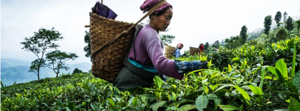 Zlato v&nbsp;šálku se loučí s&nbsp;hlučnou tradicí, Darjeeling míří do virtuálního světa