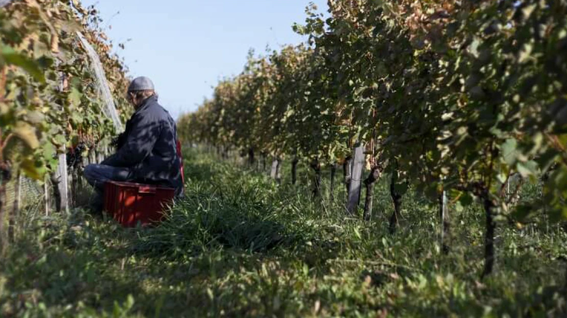 Návrat k dávným kořenům. Vyzkoušejte víno bez make-upu