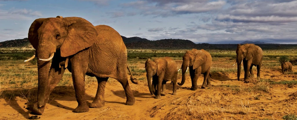 Jak se šperkařka skrze svou kreativitu snaží zachraňovat slony v&nbsp;Africe