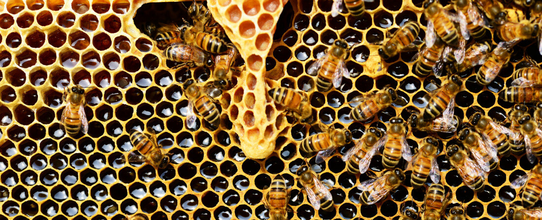 Český včelař s velkými plány. Včely do měst, med do celého světa