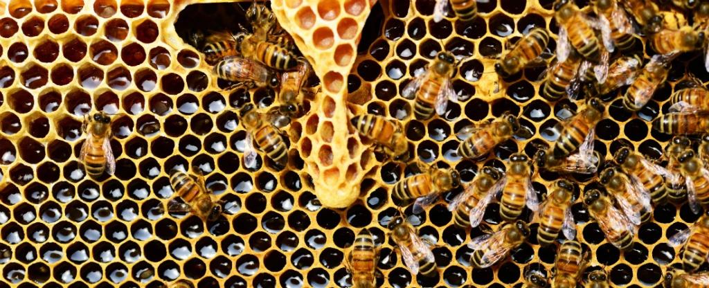 Český včelař s&nbsp;velkými plány. Včely do měst, med do celého světa