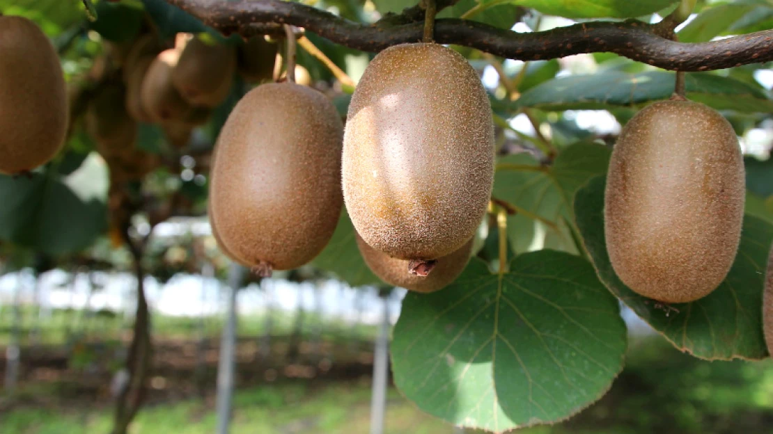 Zéland zasáhla kiwi krize. Do sadů potřebuje cizince, proto změkčuje víza