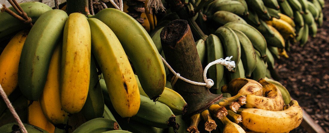 Budou banány zase jen na Vánoce? 🍌 Nejoblíbenějšímu ovoci hrozí vyhynutí