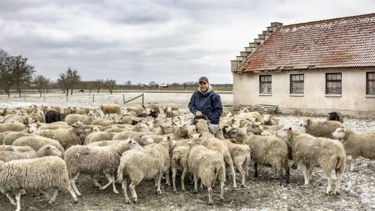 Huňatý byznys s&nbsp;dobrým úmyslem. Švédský pár zamezuje plýtvání s&nbsp;prvotřídní vlnou