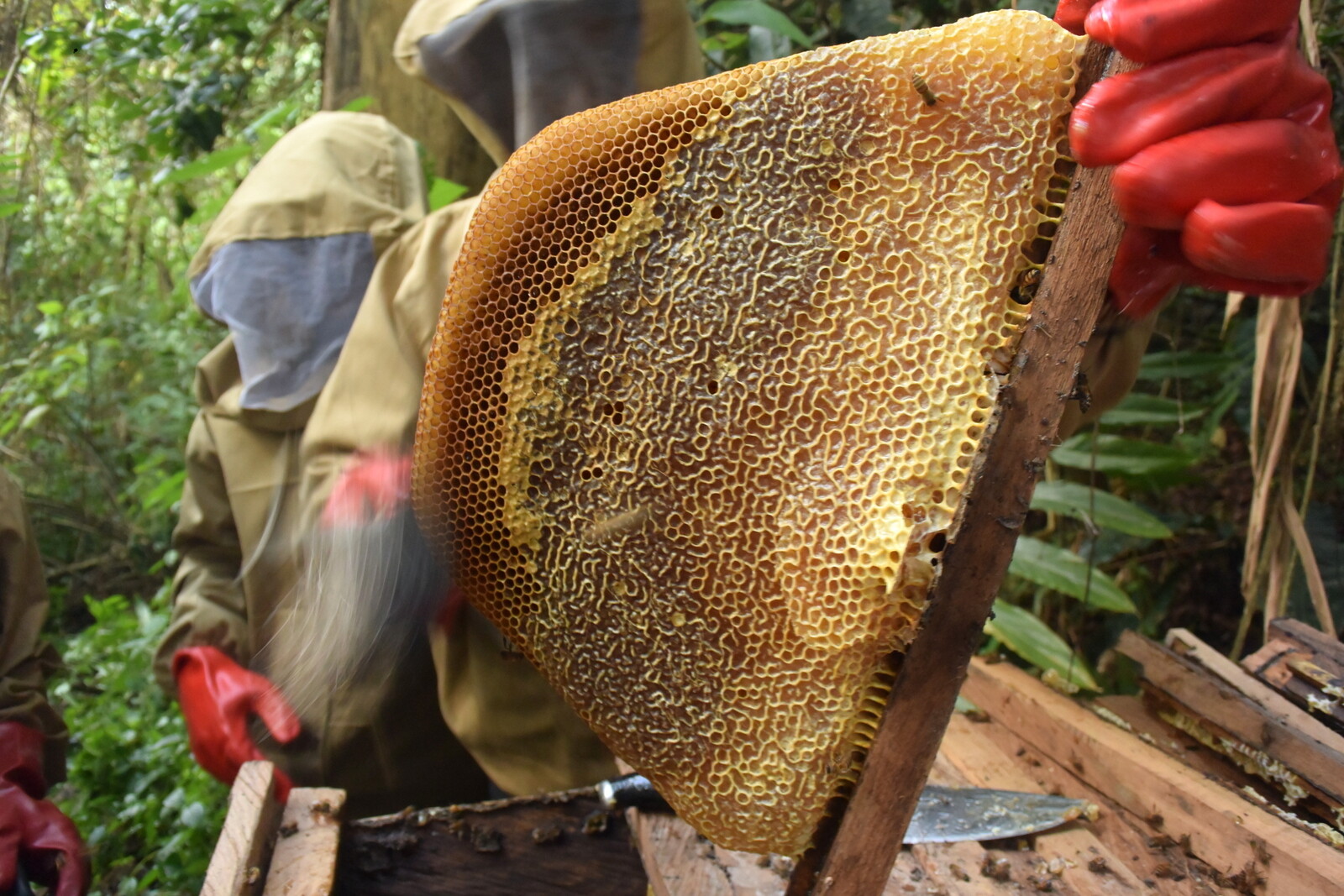 Čech zachraňuje lesy v Kamerunu. Chováním včel