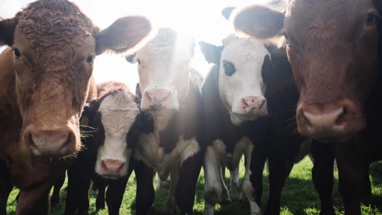 Listopad patří veganům. Staňte se jimi alespoň na jeden den v&nbsp;týdnu