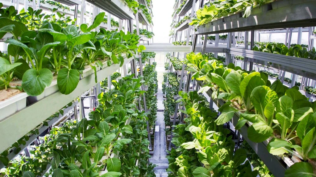 Zelenina z&nbsp;továrny. Vertikální farmy rostou v&nbsp;Dubaji, v&nbsp;Břeclavi i&nbsp;v&nbsp;Praze