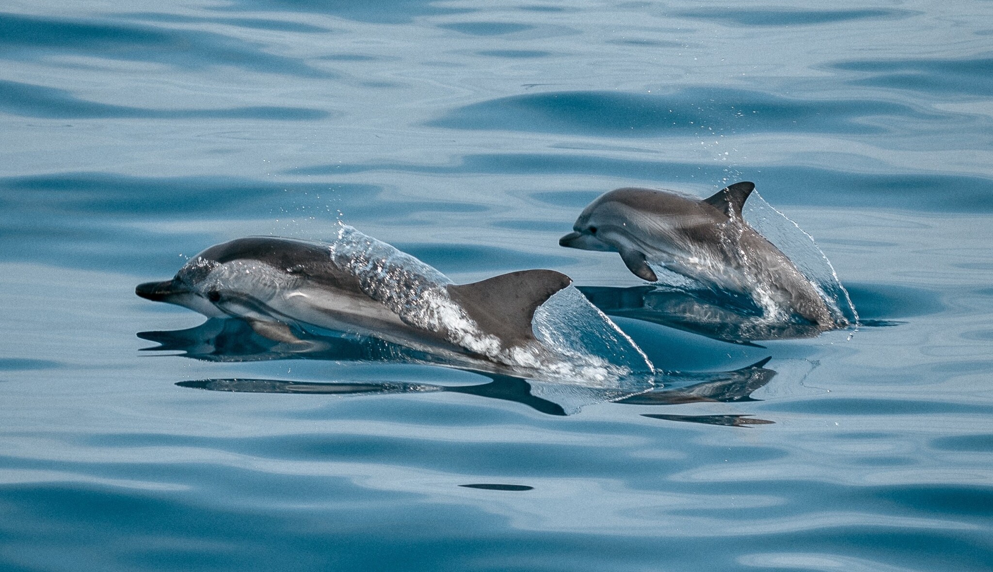 Láska nezná hranic a delfíni se konečně slyší. Přečtěte si pravidelný výběr dobrých zpráv