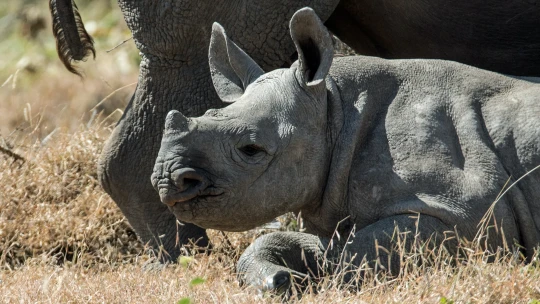 Z gauče rovnou na safari. Povzbuďte se další várkou dobrých zpráv