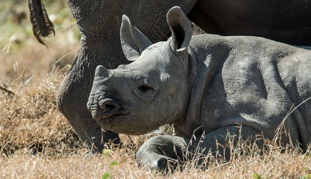 Z gauče rovnou na safari. Povzbuďte se další várkou dobrých zpráv