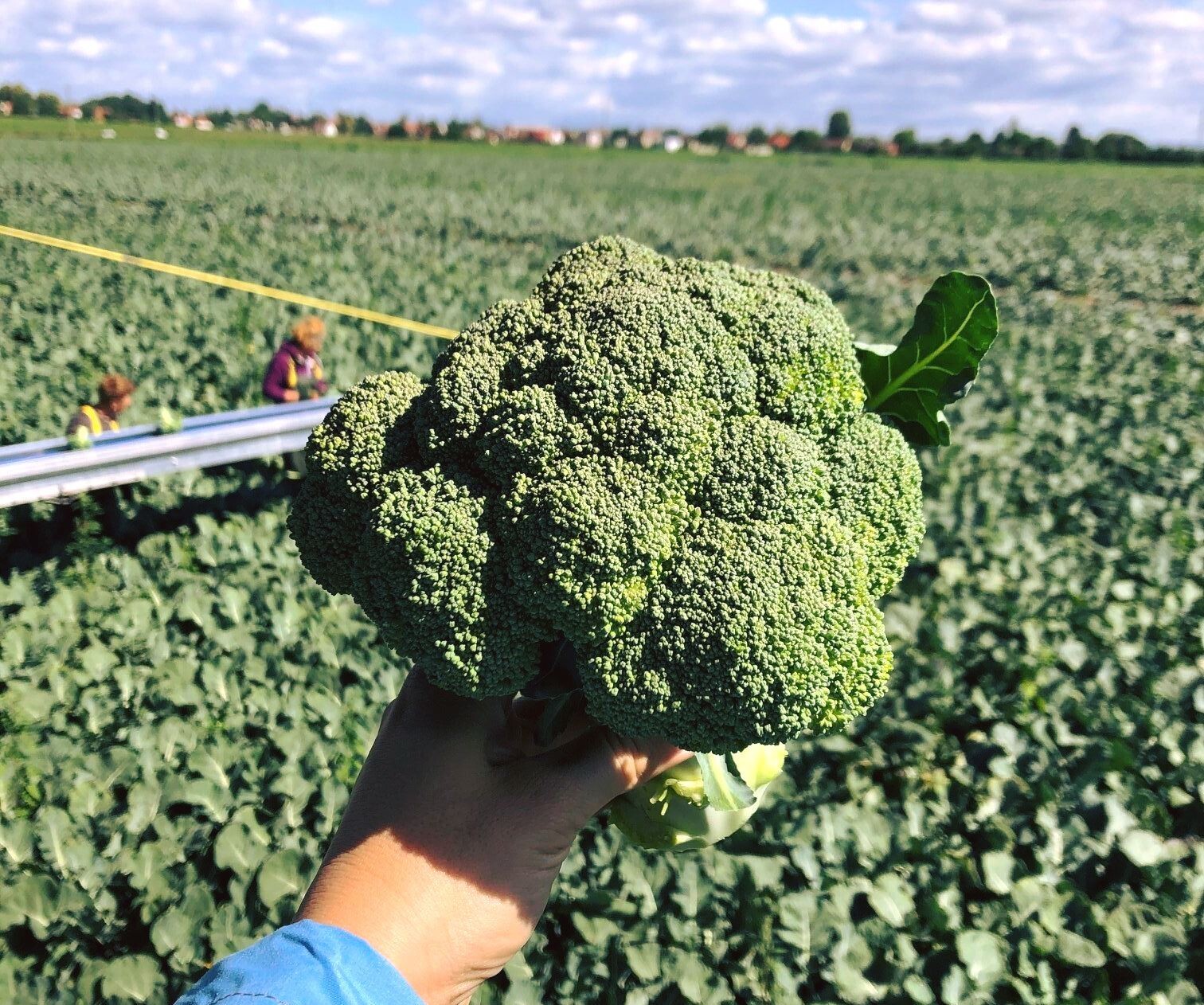 Slavnou cibuli vyměnili za brokolici. Teď jí všestarské družstvo s obratem 700 milionů pěstuje nejvíc v Česku