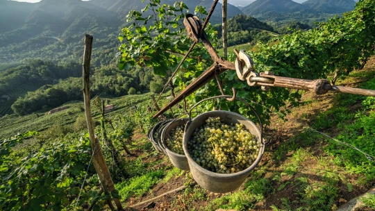 Prosecco jen tak nevyšumí. Jak stoupající obliba bublin proměňuje vinařskou nabídku