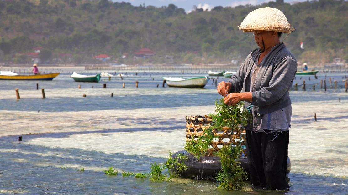 Co si počít na Bali, když nejsou turisté? Místní farmáři obnovují tradici s globálním potenciálem