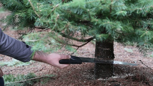 Je lepší koupit živý, nebo umělý stromek? Jeden s&nbsp;náskokem vyhrává