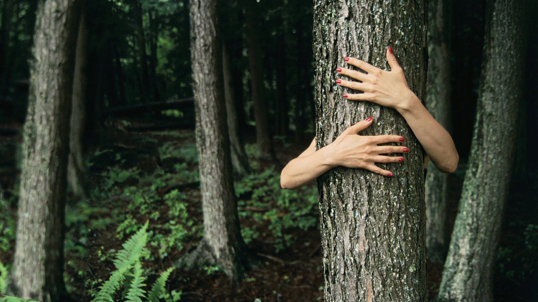 Zelená vášeň Yves Rocher: Každé tři sekundy jeden nový strom