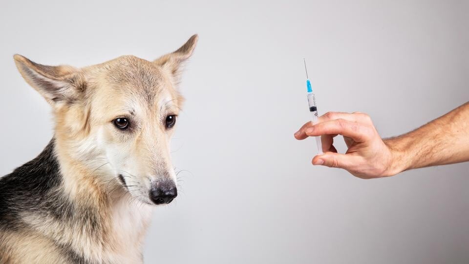 Rusko zaregistrovalo první zvířecí vakcínu proti koronaviru