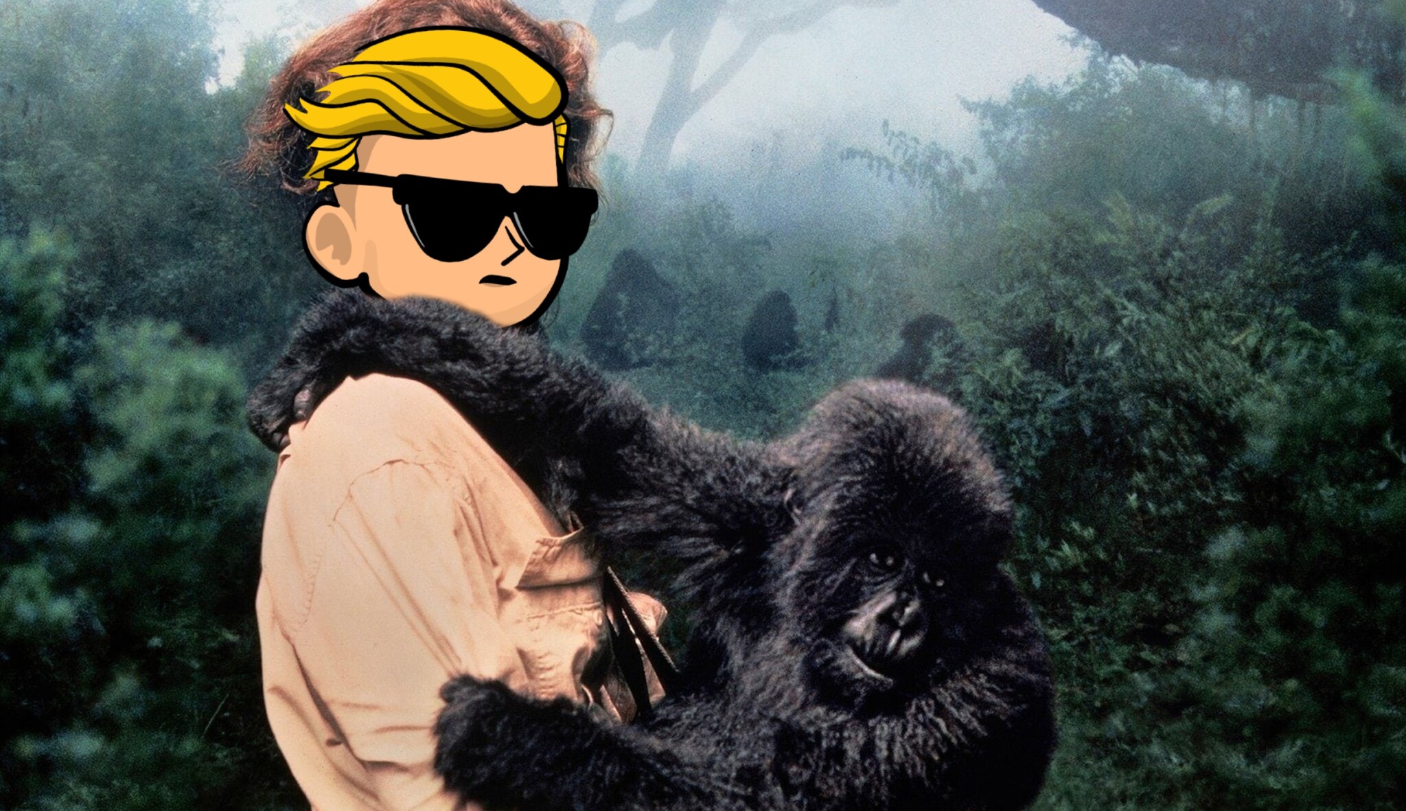 Už ne GameStop, ale lidoop. Investoři z Redditu poslali 350 tisíc dolarů na ohrožené gorily