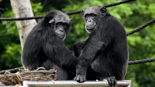 Šimpanzi z&nbsp;českých zoo si volají přes Zoom. Baví tím světová média