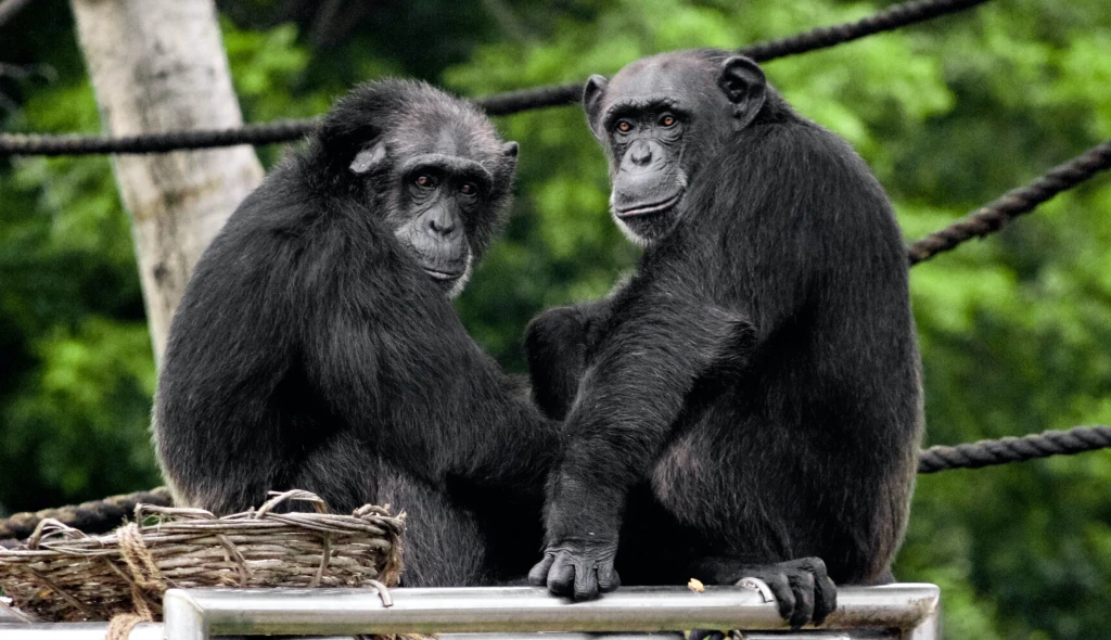 Šimpanzi z&nbsp;českých zoo si volají přes Zoom. Baví tím světová média