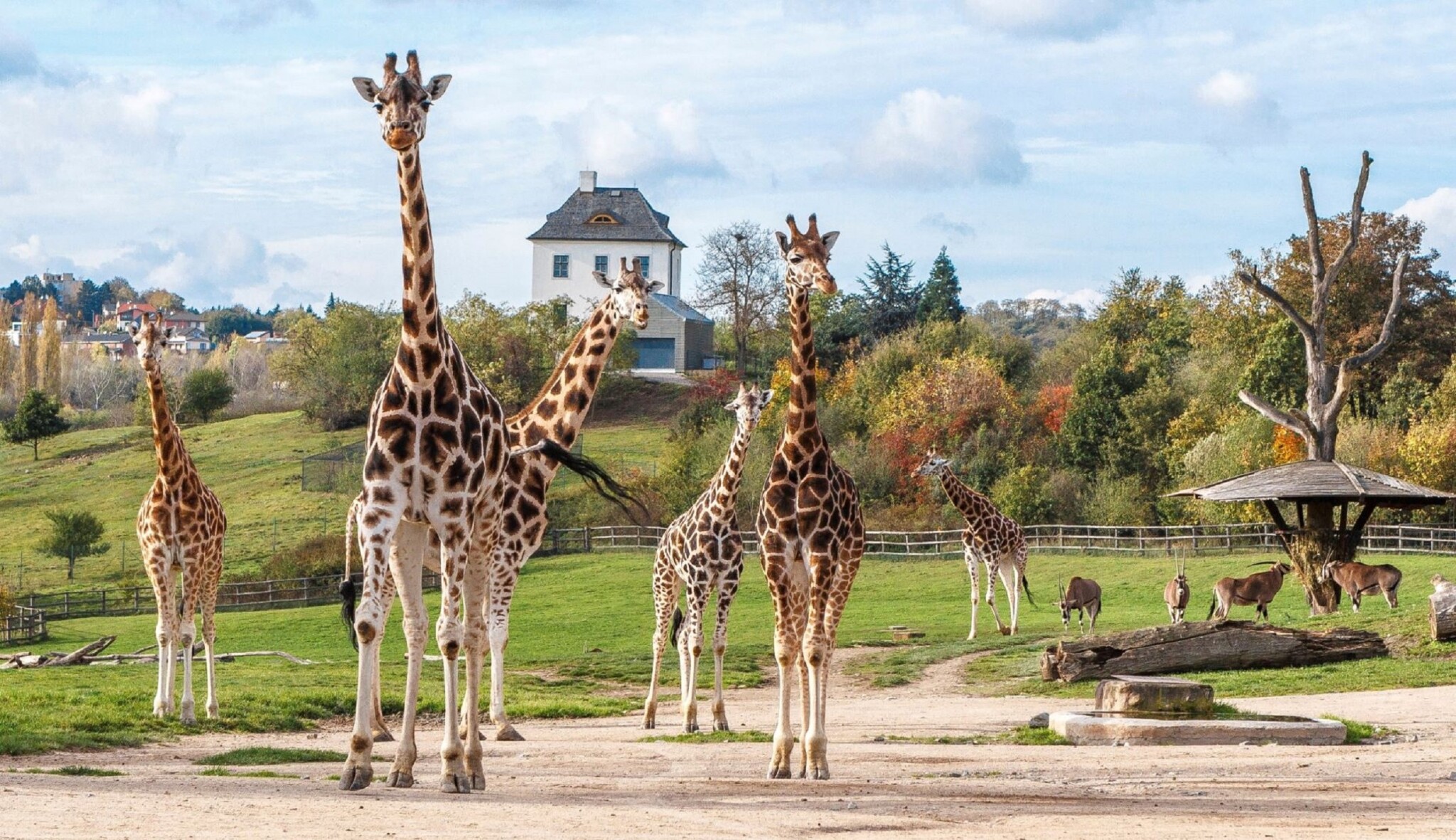 Šéf pražské zoo: Covid nás stál 133 milionů, pomalu odmazáváme ztrátu