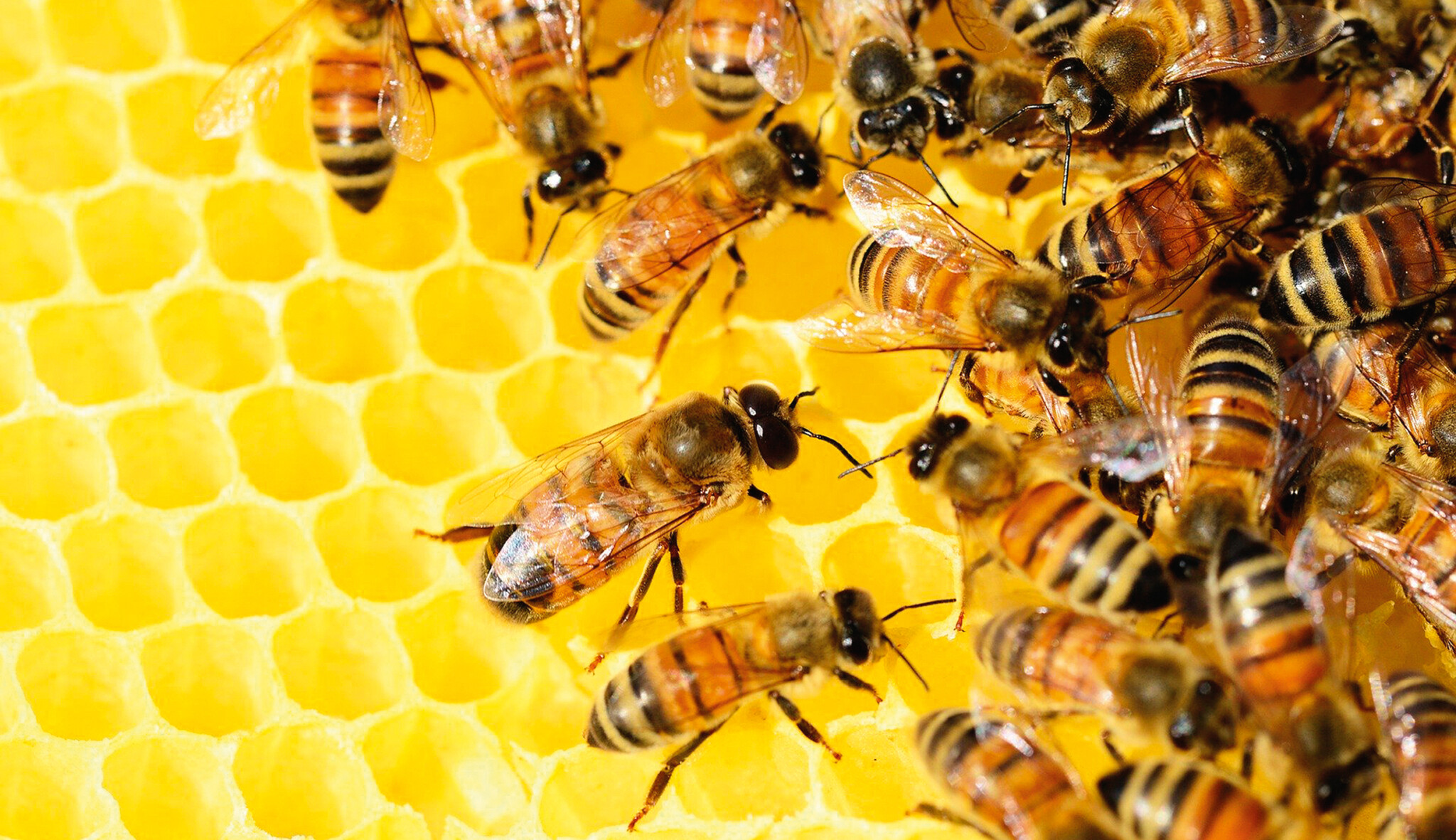 Potřebujeme je k životu, ony vymírají. Technologie, které pomáhají zachránit včely