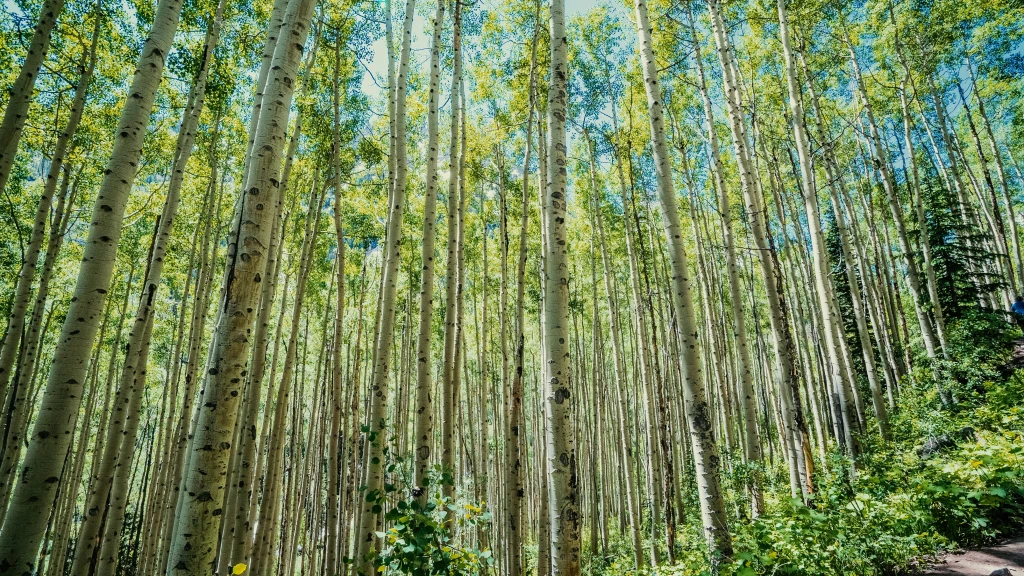 Rostou lesy, roste zisk. Lesy ČR hlásí 4,73 miliardy korun