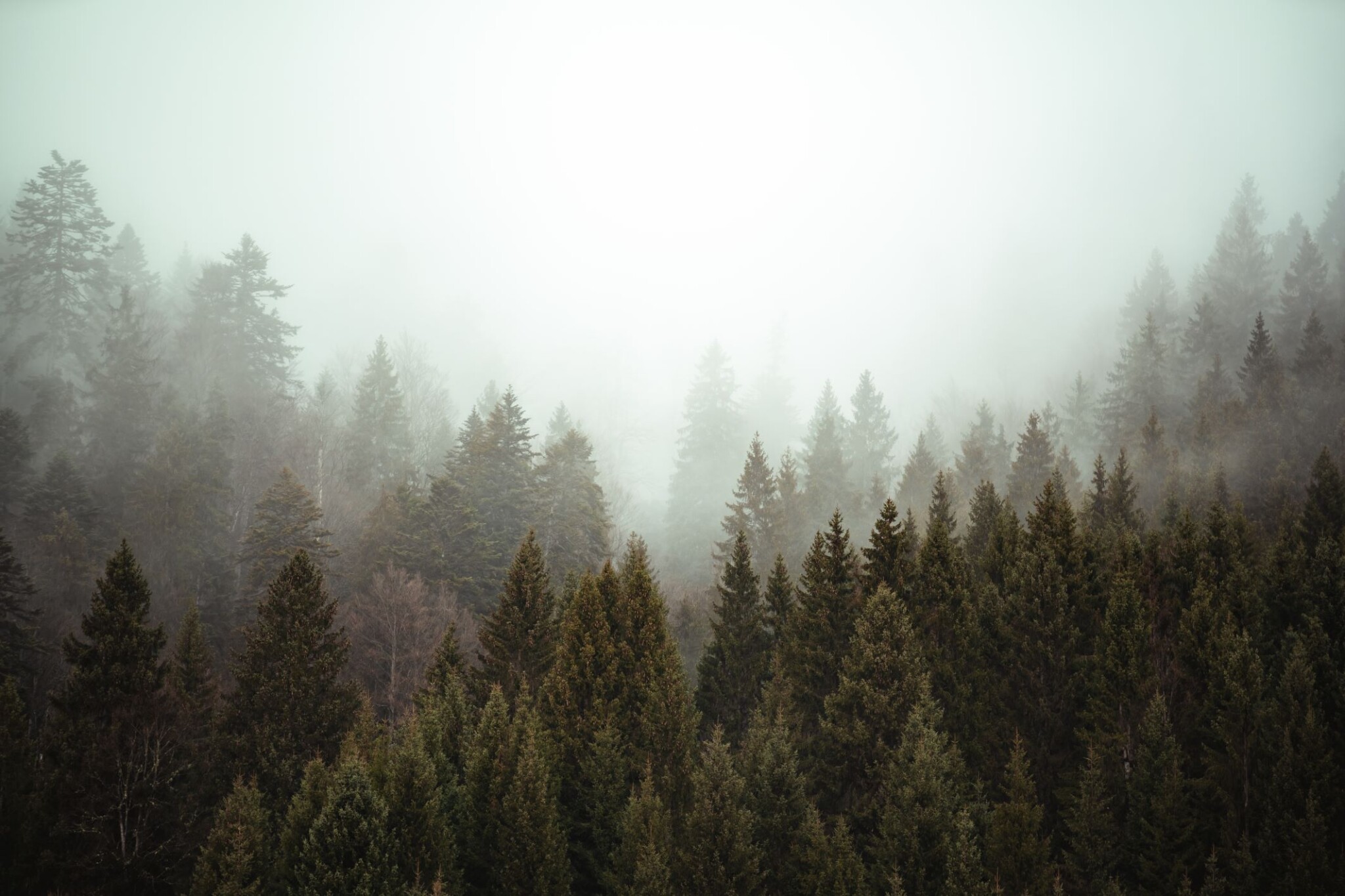Lesy ČR se díky rostoucím cenám dřeva vrátily v pololetí do zisku. Dosáhl 680 milionů