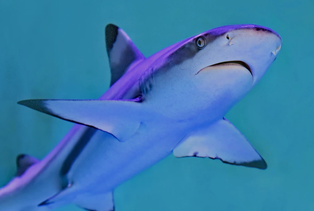 Žralokům hrozí vyhynutí. Proč je to špatně pro světovou ekonomiku?