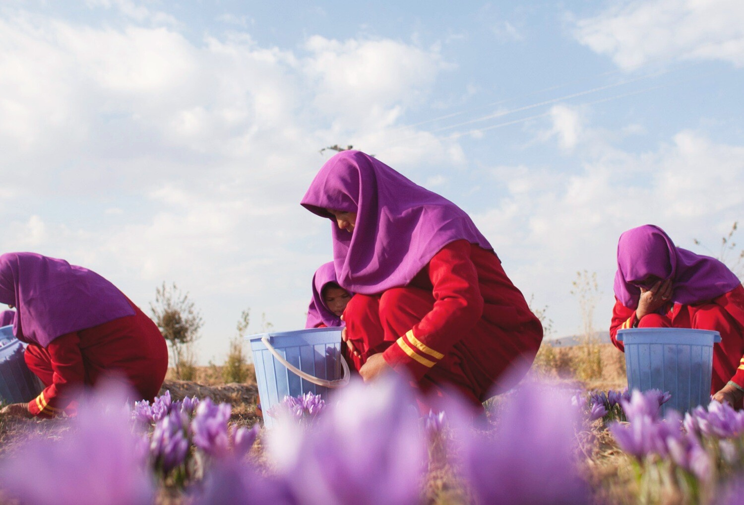 Šafránem za lepší Afghánistán. Značka prémiového koření pomáhá tamním ženám