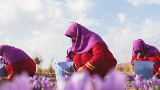 Šafránem za lepší Afghánistán. Značka prémiového koření pomáhá tamním ženám