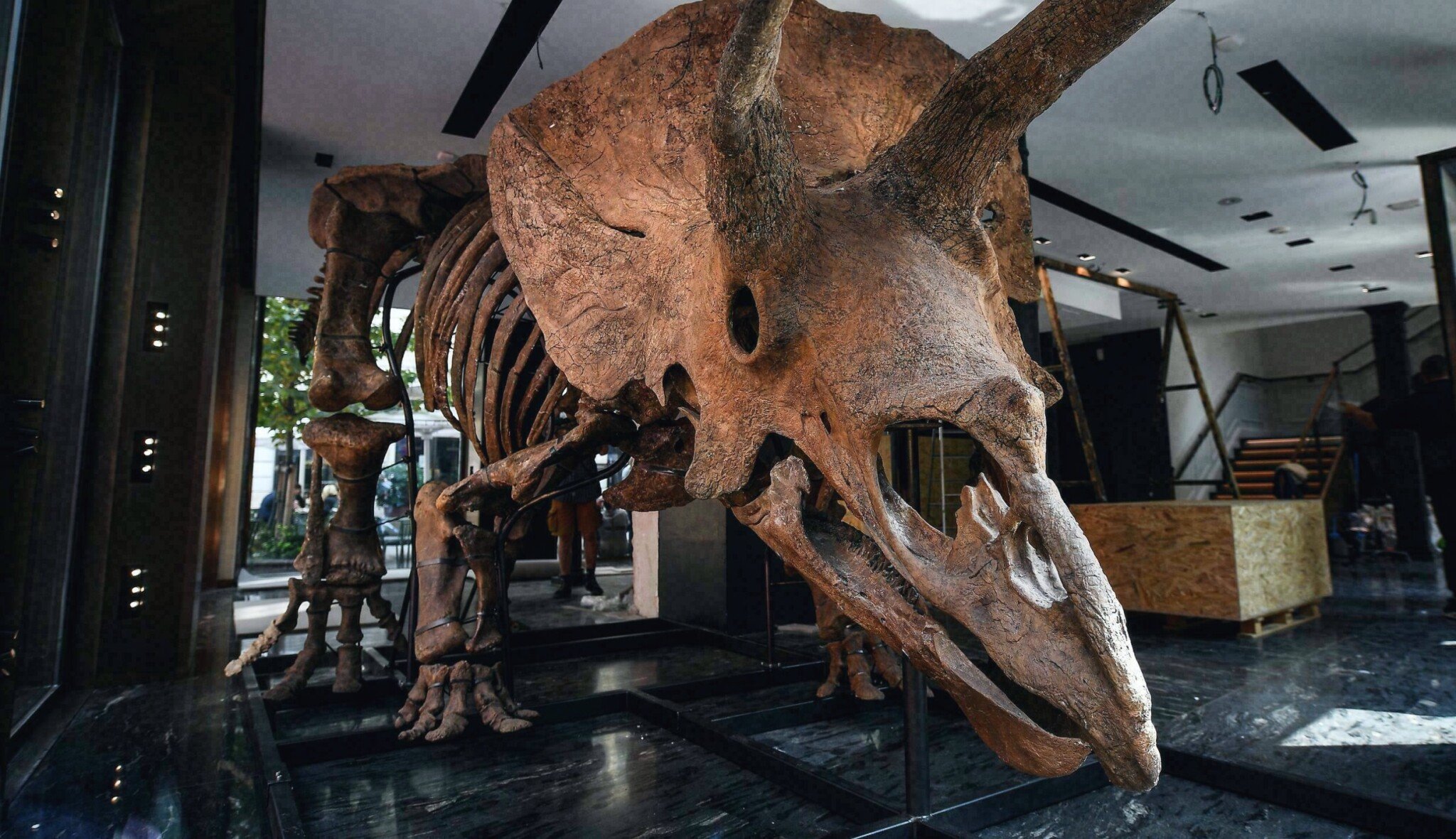 Pod stromeček pravého dinosaura? V Paříži vydraží triceratopse za miliony