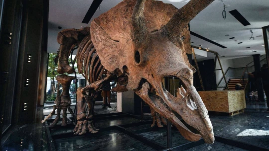 Pod stromeček pravého dinosaura? V&nbsp;Paříži vydraží triceratopse za miliony