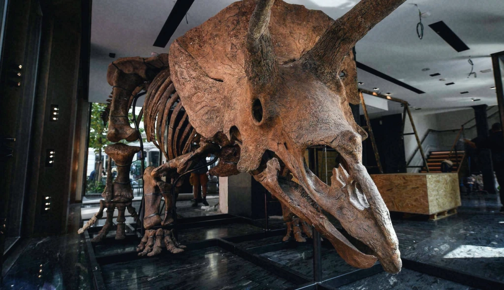 Pod stromeček pravého dinosaura? V&nbsp;Paříži vydraží triceratopse za miliony
