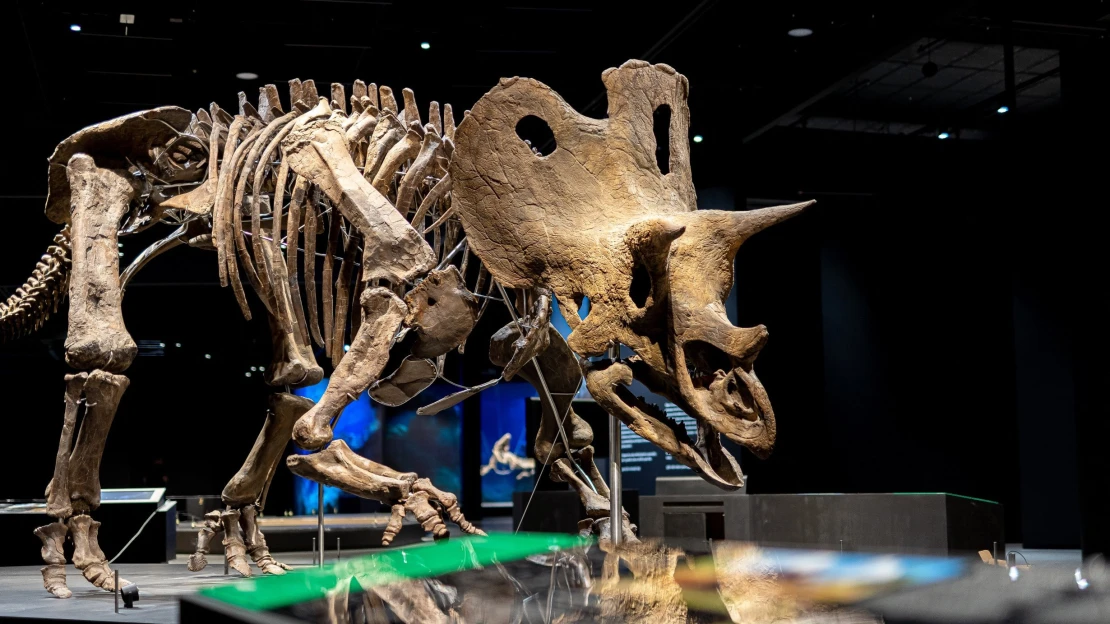 Miliardář Pražák na cestě do pravěku. U letiště otevře unikátní muzeum dinosaurů