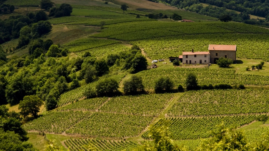 Est arrivé! Vše, co jste chtěli vědět o Beaujolais, ale báli jste se zeptat