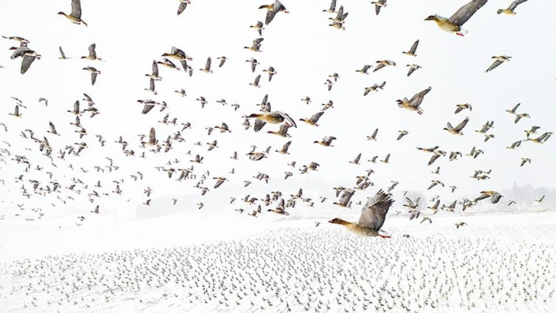 Úchvatné snímky přírody – Natural Photographer Of The Year zná své vítěze