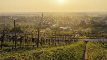 Jaro? Ryzlink! Tohle je výběr nejzajímavějších vinařství v&nbsp;Německu