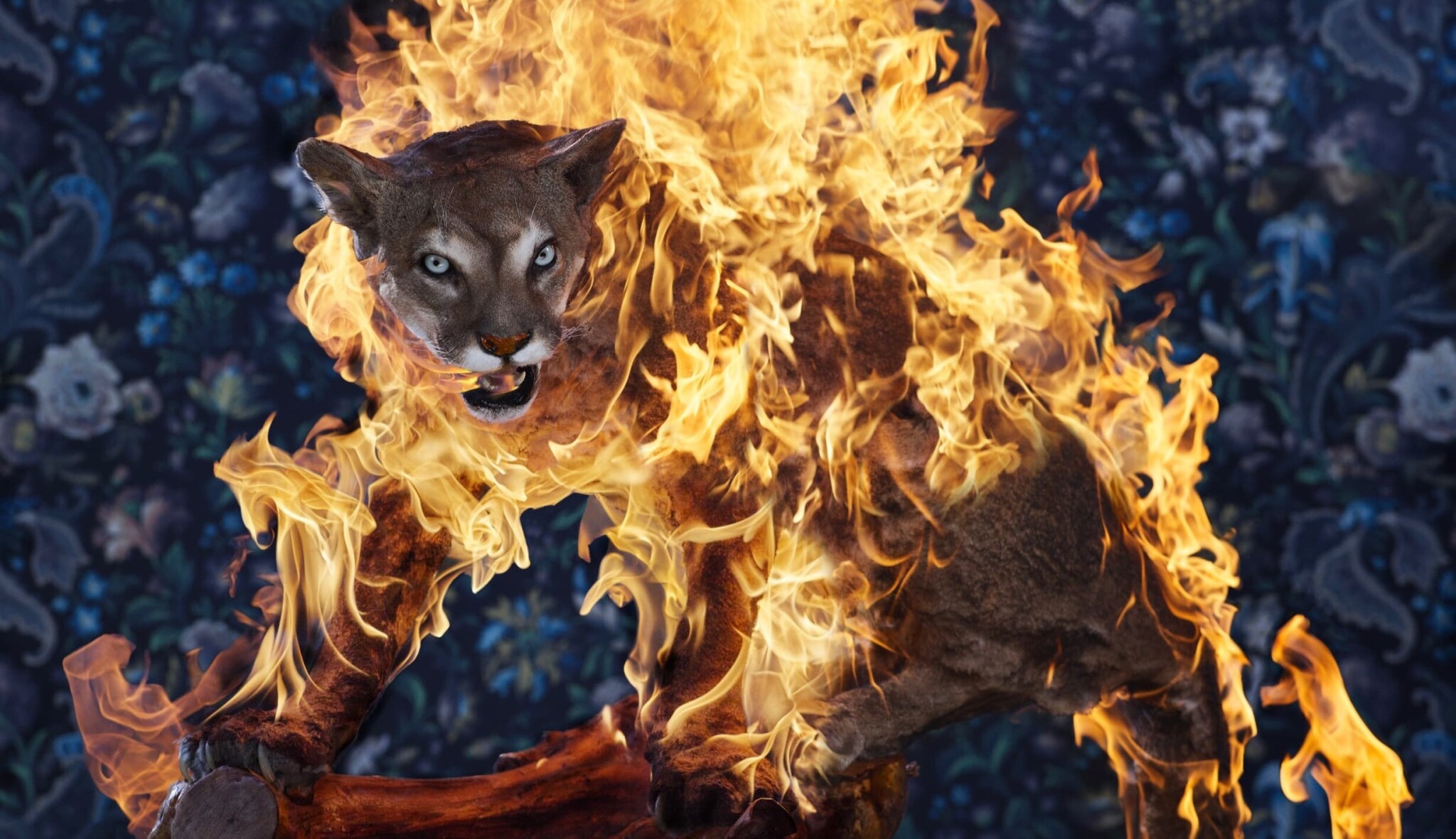 Umění v jednom ohni. Norský fotograf volá po zodpovědnosti vůči přírodě