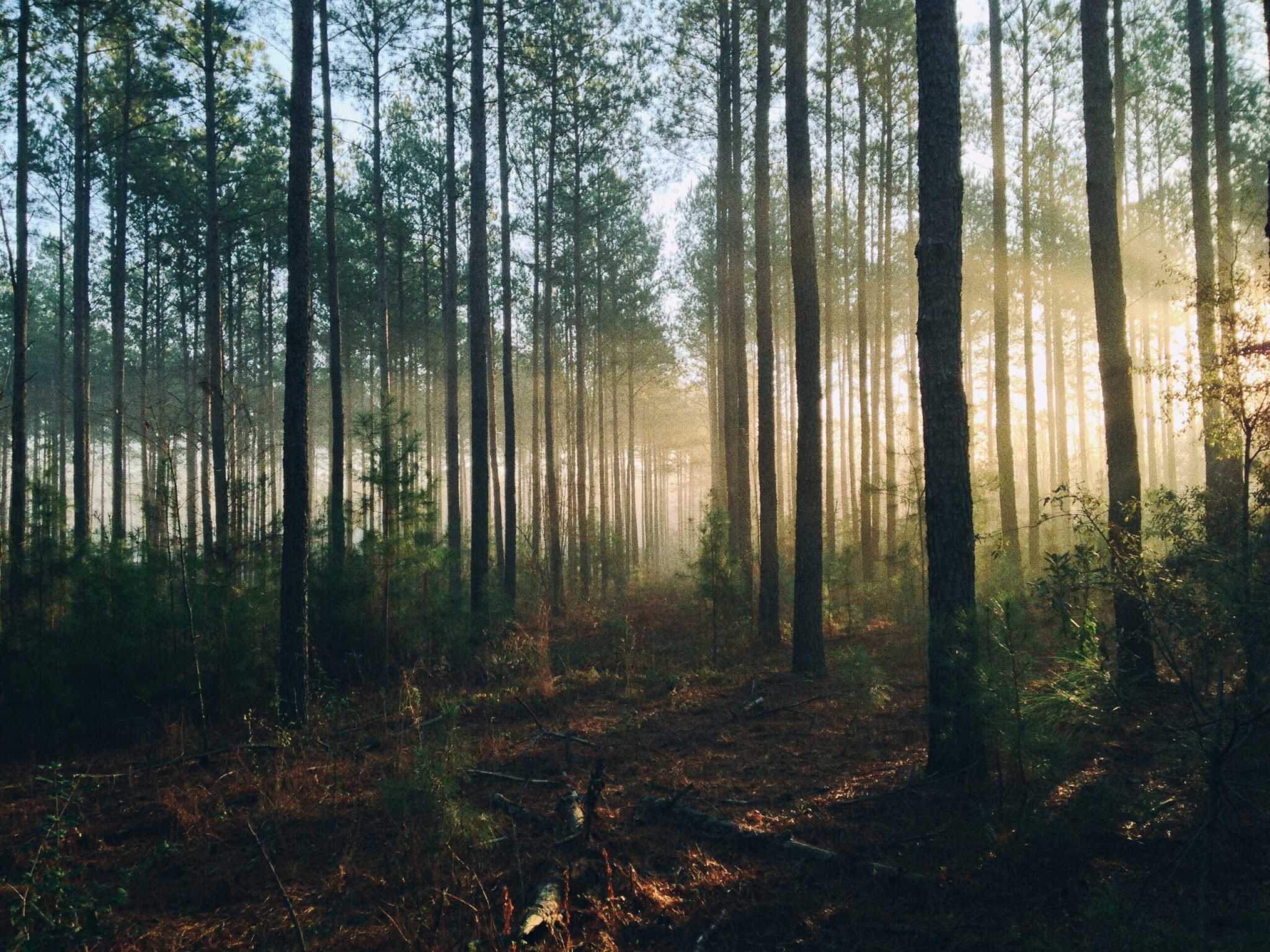 Zdražuje i dřevo. Lesy ČR hlásí zisk 7,39 miliardy korun