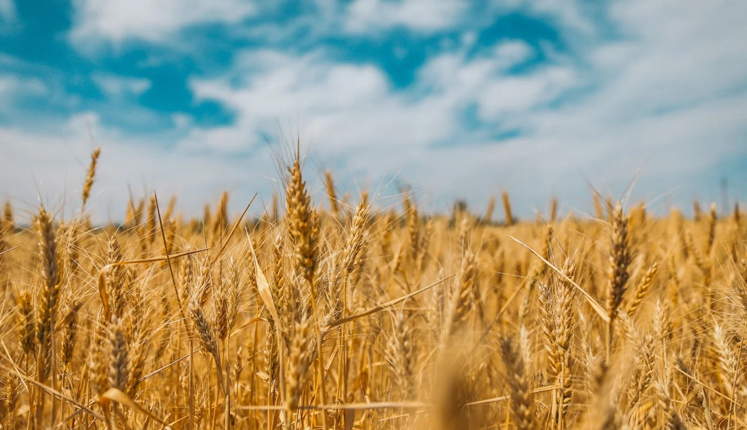 Zisk zemědělských firem loni klesl o šedesát procent, ukazuje průzkum