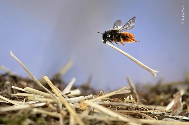 včela Solvin Zankl, Nemecko – Wildlife photographer of the year