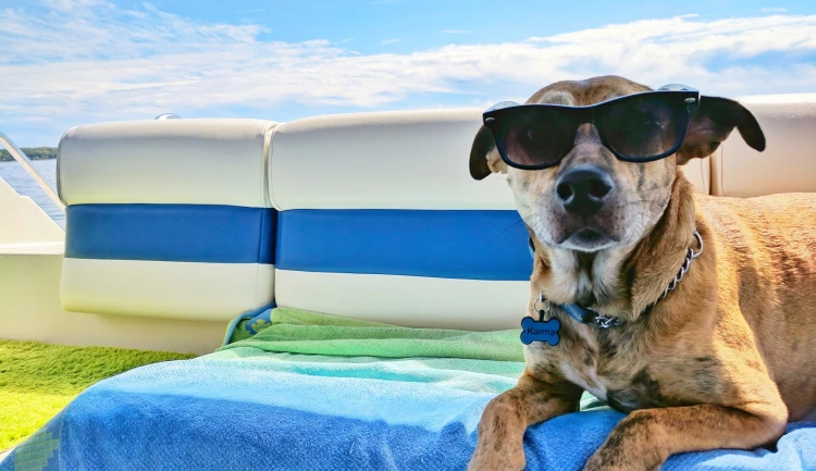 Spokojený pes ve slunečních brýlích