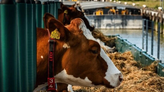 Krávy na lodích, sazenice na vorech. Je budoucnost farmaření na vodě?