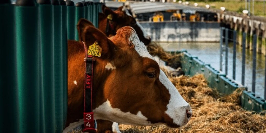 Krávy na lodích, sazenice na vorech. Je budoucnost farmaření na vodě?
