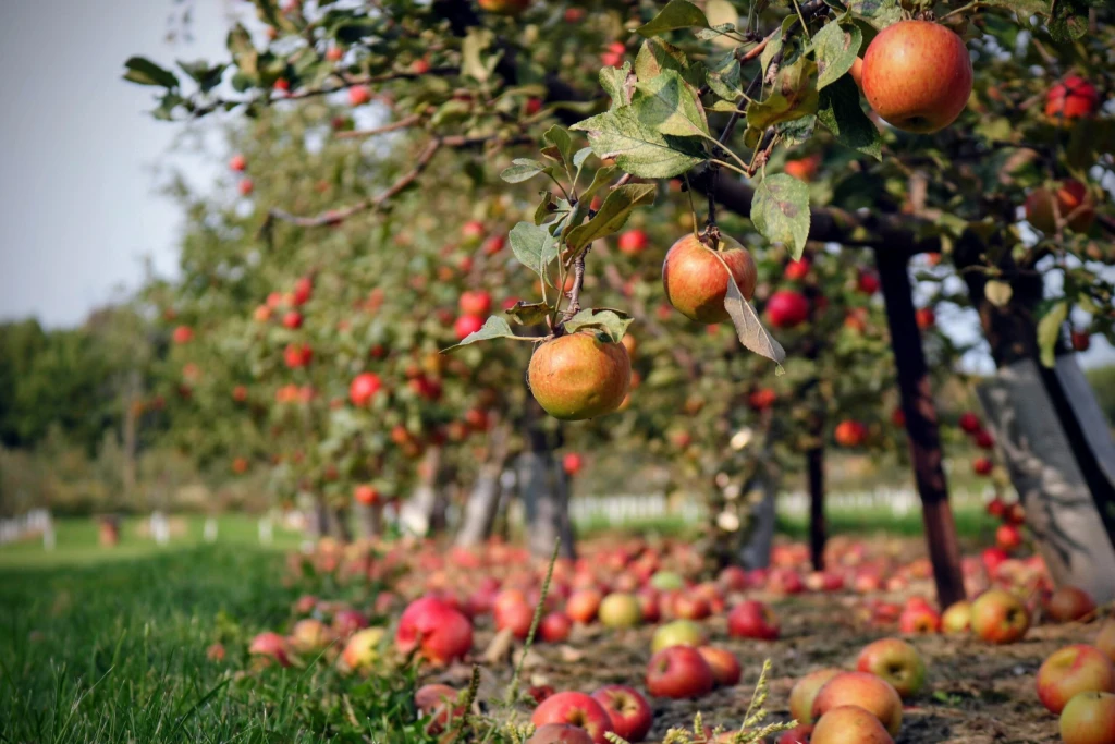 Tradiční odrůdy jablek už lidem nechutnají. Sadaři přemýšlejí, zda vykácet sady 