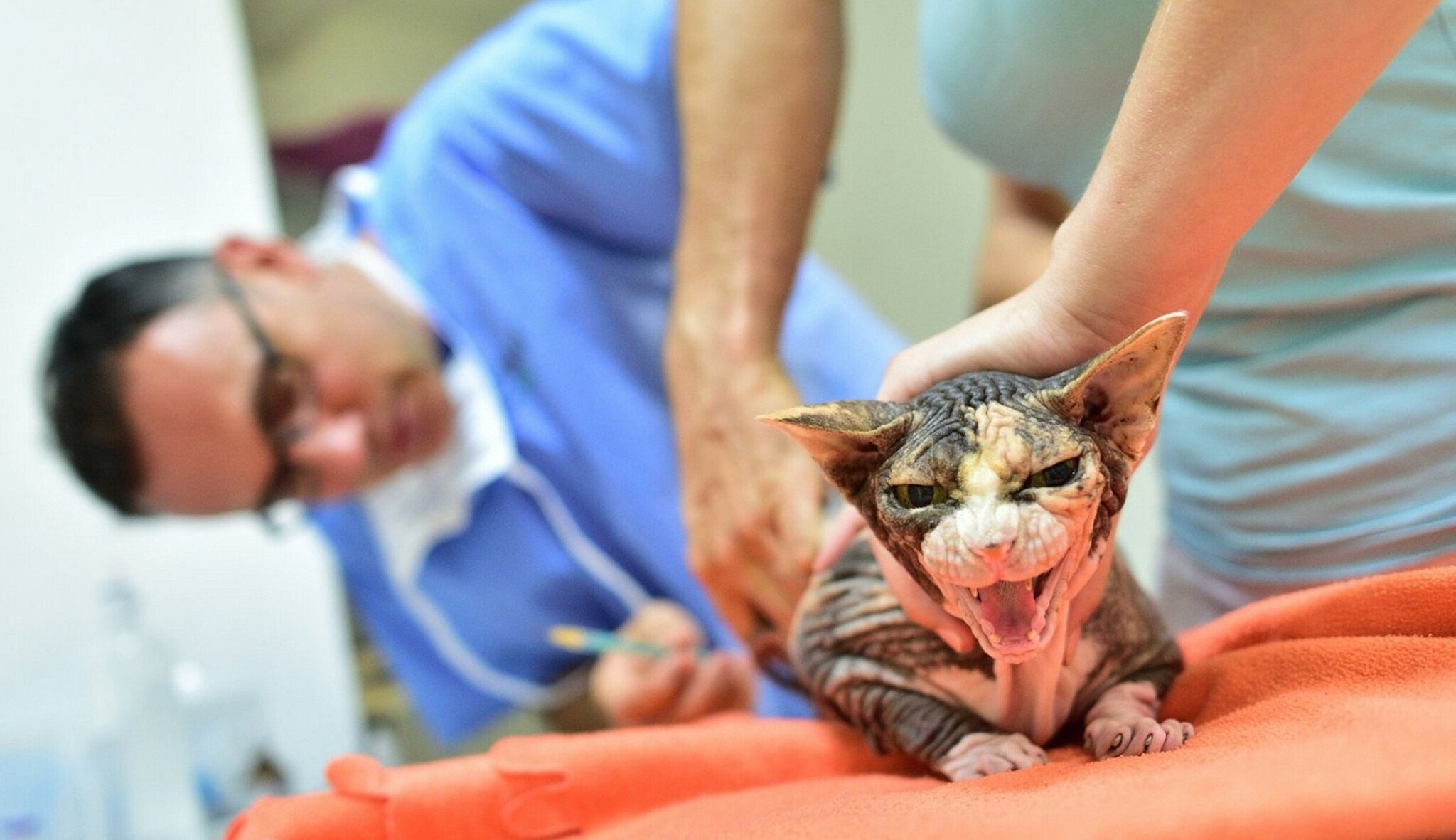 Operace mozku pro psa i kočku. Češi na klinikách pro zvířata utrácejí miliardy