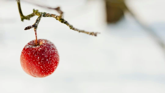 Jablka, která přežila, budou na kompot. Sklizeň ovoce vypadá na jednu nejhorších vůbec